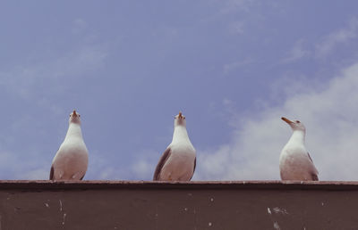 Low angle view of birds perching on roof against sky