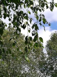 Low angle view of lizard on tree