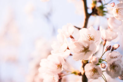 Close-up of cherry blossoms in spring