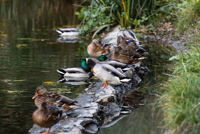 Ducks sleep, clean their feathers, eat algae. ducks are beautifully reflected in water.