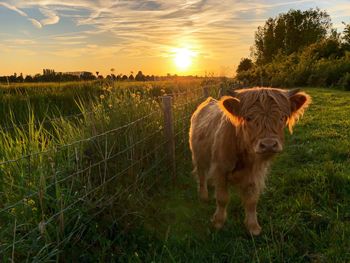 Horse on field during sunset