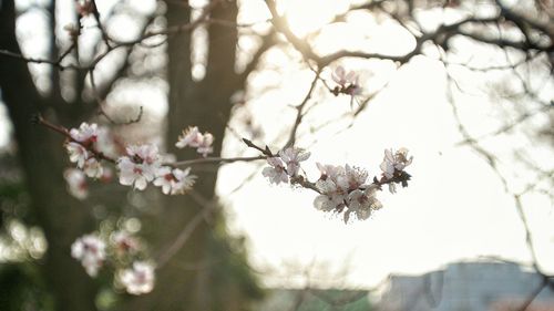 Close-up of cherry blossoms in spring