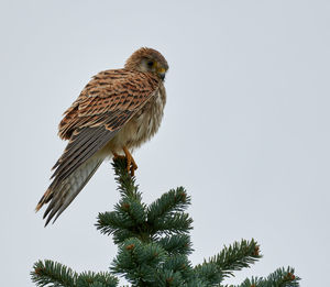 Low angle view of eagle perching on tree against sky