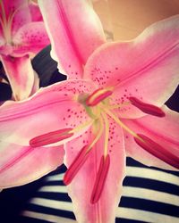 Close-up of pink flower