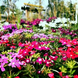 Close-up of pink flowers blooming outdoors