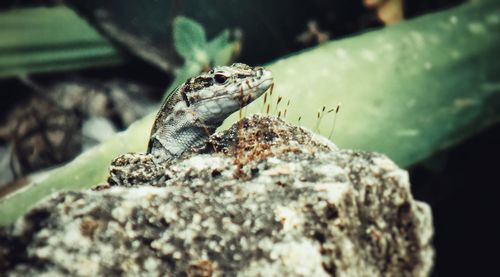 Close-up of insect on rock