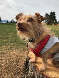 Dog looking away on field