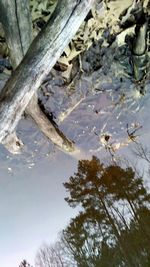 Close-up of crocodile in water