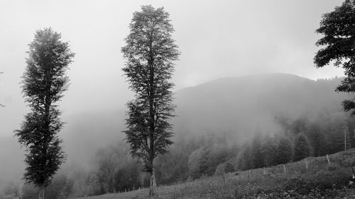 Trees on countryside landscape against clear sky