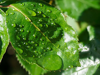 Close-up of wet plant leaves during rainy season