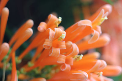 Close-up of orange flower