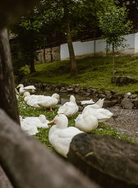 White birds on a land