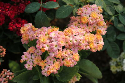 Close-up of pink flowering plants