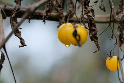 Close-up of fruits growing on tree