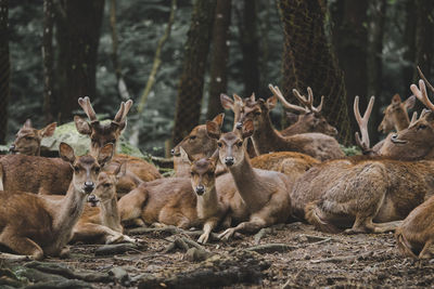 View of deer on field in forest