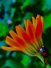 Close-up of yellow flower blooming outdoors