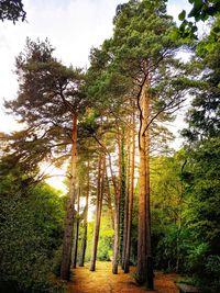 Trees growing on field against sky