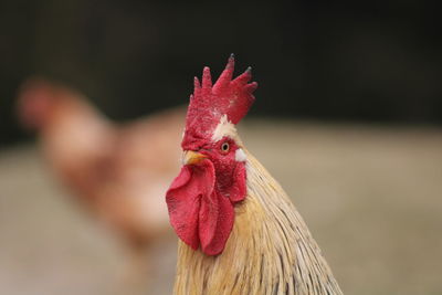 Close-up of rooster