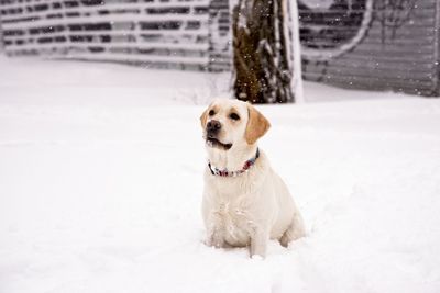 Dog in snow on field during winter