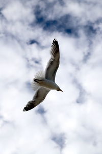 Low angle view of seagull flying