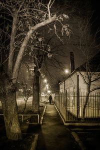 Trees at night