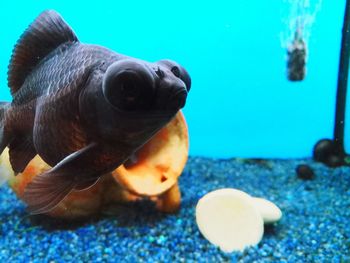 Close-up of fish swimming in sea