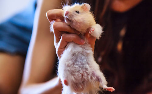 Close-up of a hand holding a rabbit