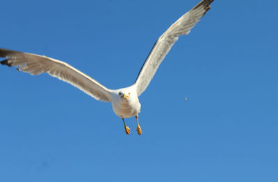 Low angle view of bird flying against clear blue sky