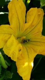 Close-up of yellow flower