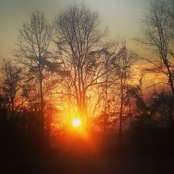 Sun shining through trees