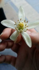 Close-up of hand holding flower