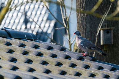 Low angle view of pigeon perching