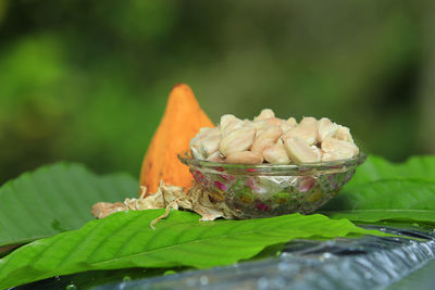 Close-up of fresh leaves on plant