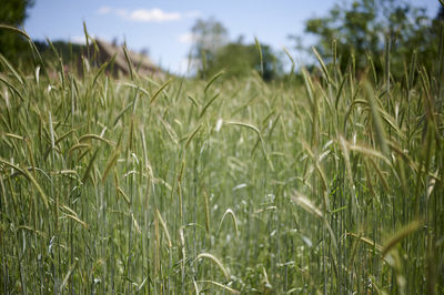 Close-up of stalks in field