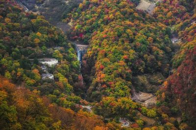 High angle view of trees in forest during autumn