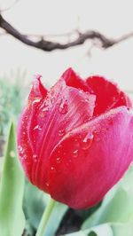 Close-up of wet red rose flower