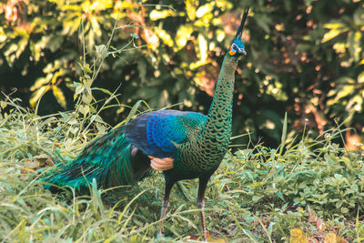 Peacocks walk