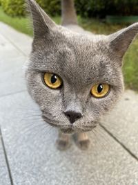 Close-up portrait of cat outdoors