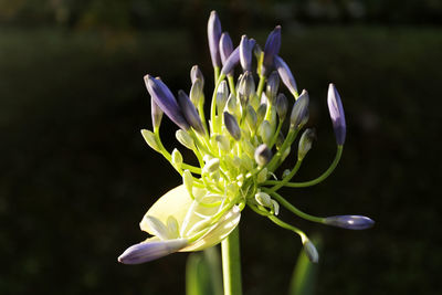 Close-up of purple crocus flowers on field
