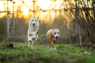 Dogs running on field