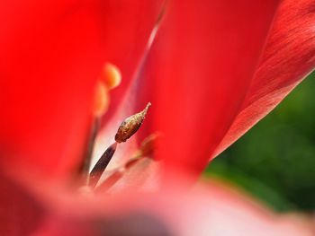 Close-up of red flower