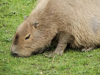 Animal grazing on grassy field