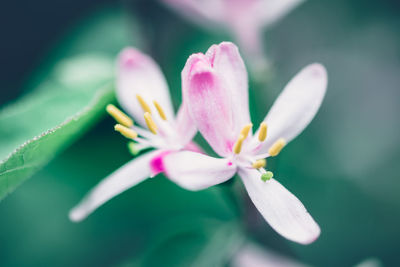 Close-up of pink flowering plant