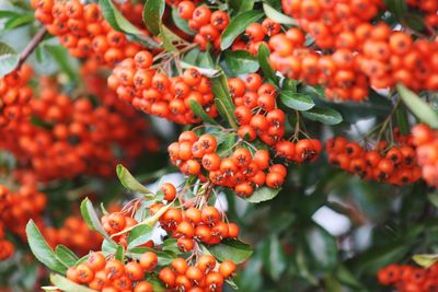 Close-up of red berries growing on plant