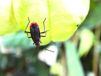 Close-up of insect on leaf