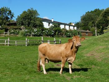 Cows on field against clear sky