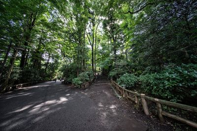 Road amidst trees in forest