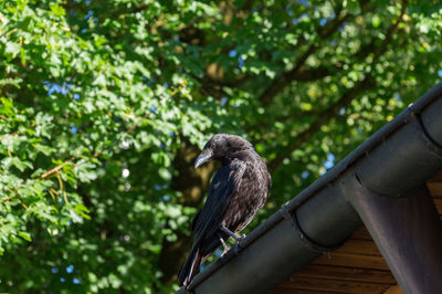 Low angle view of crow perching on roof gutter