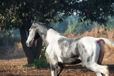 Horse standing on field