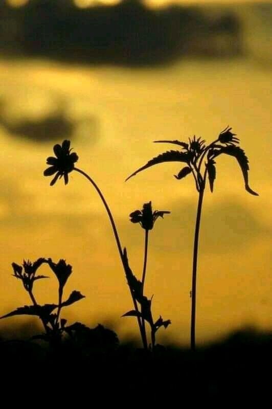 plant, sunset, nature, beauty in nature, silhouette, sky, no people, yellow, sunlight, flower, savanna, flowering plant, outdoors, growth, prairie, tranquility, scenics - nature, cloud, leaf